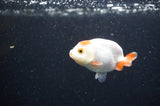 Baby Ranchu  Red White 2.5 Inch (ID#415R9c-24) Free2Day SHIPPING