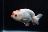 Juvenile Lionchu  Red White 3.5 Inch (ID#1210R11b-25) Free2Day SHIPPING