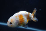 Milk Cow Ranchu  Calico 4 Inch (ID#1018R9a-64) Free2Day SHIPPING