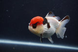 Short Body Thai Oranda  Tricolor 3.5 Inch (ID#1231To14b-93) Free2Day SHIPPING