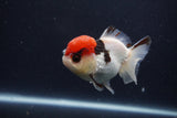 Short Body Thai Oranda  Tricolor 3.5 Inch (ID#1231To14b-93) Free2Day SHIPPING