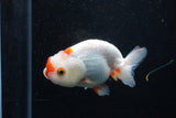 Juvenile Lionchu  Red White 3.5 Inch (ID#1210R11b-25) Free2Day SHIPPING