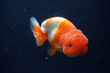 Lionchu  Red White 4 Inch (ID#224R12b-82) Free2Day SHIPPING