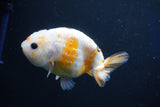 Milk Cow Ranchu  Calico 4 Inch (ID#1018R9a-64) Free2Day SHIPPING