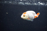 Baby Ranchu  Red White 2.5 Inch (ID#415R9c-24) Free2Day SHIPPING