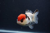 Short Body Thai Oranda  Tricolor 3.5 Inch (ID#1231To14b-93) Free2Day SHIPPING