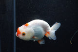 Juvenile Lionchu  Red White 3.5 Inch (ID#1210R11b-25) Free2Day SHIPPING