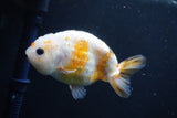 Milk Cow Ranchu  Calico 4 Inch (ID#1018R9a-64) Free2Day SHIPPING