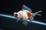 Butterfly  Calico 4 Inch (ID#311B8b-32) Free2Day SHIPPING