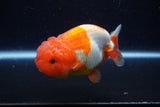 Lionchu  Red White 4 Inch (ID#224R12b-82) Free2Day SHIPPING