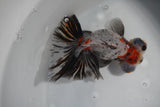 Butterfly  Calico 5 Inch (ID#830B8b2c-18) Free2Day SHIPPING