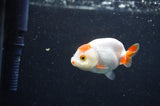 Baby Ranchu  Red White 2.5 Inch (ID#415R9c-24) Free2Day SHIPPING