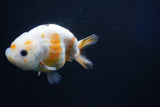 Milk Cow Ranchu  Calico 4 Inch (ID#1018R9a-64) Free2Day SHIPPING