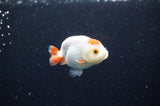 Baby Ranchu  Red White 2.5 Inch (ID#415R9c-24) Free2Day SHIPPING