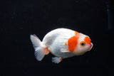 Juvenile Lionchu  Red White 3.5 Inch (ID#1210R11b-25) Free2Day SHIPPING