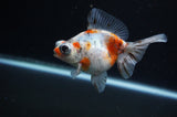 Butterfly  Calico 4 Inch (ID#311B8b-32) Free2Day SHIPPING