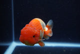 Lionchu  Red White 4 Inch (ID#224R12b-82) Free2Day SHIPPING