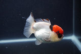 Short Body Thai Oranda  Tricolor 3.5 Inch (ID#1231To14b-93) Free2Day SHIPPING