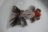 Butterfly  Calico 5 Inch (ID#830B8b2c-18) Free2Day SHIPPING