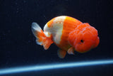 Lionchu  Red White 4 Inch (ID#224R12b-82) Free2Day SHIPPING