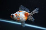 Butterfly  Calico 4 Inch (ID#311B8b-32) Free2Day SHIPPING
