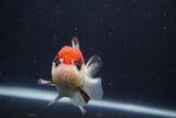 Short Body Thai Oranda  Tricolor 3.5 Inch (ID#1231To14b-93) Free2Day SHIPPING