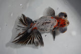 Butterfly  Calico 5 Inch (ID#830B8b2c-18) Free2Day SHIPPING