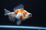 Butterfly  Calico 4 Inch (ID#311B8b-32) Free2Day SHIPPING