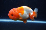 Lionchu  Red White 4 Inch (ID#224R12b-82) Free2Day SHIPPING