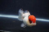 Short Body Thai Oranda  Tricolor 3.5 Inch (ID#1231To14b-93) Free2Day SHIPPING