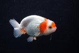 Juvenile Lionchu  Red White 3.5 Inch (ID#1210R11b-25) Free2Day SHIPPING