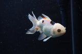 Juvenile Thai Oranda  Panda 3.5 Inch (ID#1224To12c-71) Free2Day SHIPPING