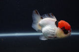 Short Body Thai Oranda  Tricolor 3.5 Inch (ID#1231To14b-93) Free2Day SHIPPING