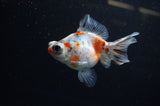 Butterfly  Calico 4 Inch (ID#311B8b-32) Free2Day SHIPPING