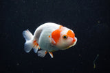 Juvenile Lionchu  Red White 3.5 Inch (ID#1210R11b-25) Free2Day SHIPPING