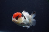 Short Body Thai Oranda  Tricolor 3.5 Inch (ID#1231To14b-93) Free2Day SHIPPING