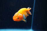 Baby Ranchu  Red White 3 Inch (ID#415R9c-25) Free2Day SHIPPING