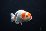 Juvenile Lionchu  Red White 3.5 Inch (ID#1210R11b-25) Free2Day SHIPPING