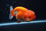 Lionchu  Red White 4 Inch (ID#224R12b-83) Free2Day SHIPPING