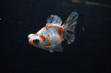 Butterfly  Calico 4 Inch (ID#311B8b-32) Free2Day SHIPPING
