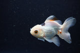 Juvenile Thai Oranda  Panda 3.5 Inch (ID#1224To12c-71) Free2Day SHIPPING