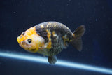 Milk Cow Ranchu  Calico 4 Inch (ID#1018R9a-65) Free2Day SHIPPING