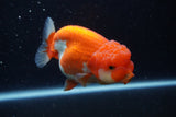 Lionchu  Red White 4 Inch (ID#224R12b-83) Free2Day SHIPPING