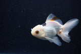 Juvenile Thai Oranda  Panda 3.5 Inch (ID#1224To12c-71) Free2Day SHIPPING