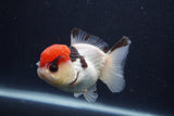 Short Body Thai Oranda  Tricolor 3.5 Inch (ID#1231To14b-93) Free2Day SHIPPING