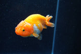 Baby Ranchu  Red White 3 Inch (ID#415R9c-25) Free2Day SHIPPING