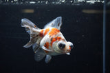 Butterfly  Calico 4 Inch (ID#311B8b-32) Free2Day SHIPPING