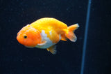 Baby Ranchu  Red White 3 Inch (ID#415R9c-25) Free2Day SHIPPING