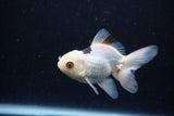 Juvenile Thai Oranda  Panda 3.5 Inch (ID#1224To12c-71) Free2Day SHIPPING