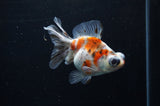 Butterfly  Calico 4 Inch (ID#311B8b-32) Free2Day SHIPPING